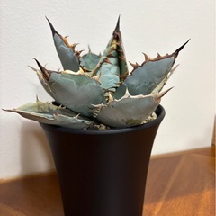 アガベ