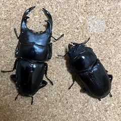 オオクワガタペア能勢YG血統③