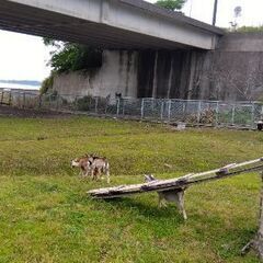 🐐山羊の情報交換をしませんか！🐐 - 島原市
