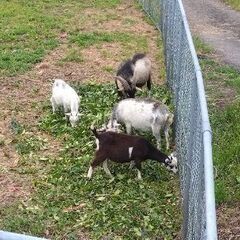 🐐山羊の情報交換をしませんか！🐐 - その他