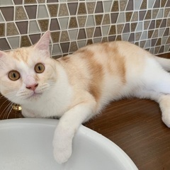 穏やかで賢い男の子です