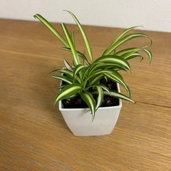 観葉植物　オリズルラン