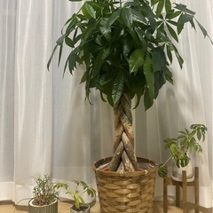 観葉植物　4種類(バラ売り可)
