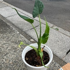 観葉植物🪴等　鉢付きの画像