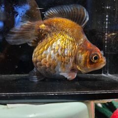 だるま琉金🐟