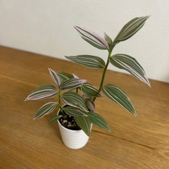 観葉植物　トラディスカンティア   ラベンダー