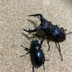 ノコギリクワガタ♂63mm♀33mm