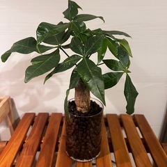 観葉植物　パキラ　25センチ　