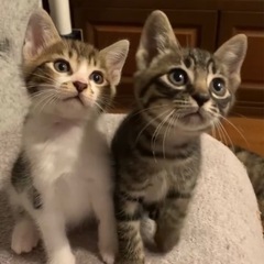 【🐾キジトラ子猫🐱】里親さん募集中　現在交渉中