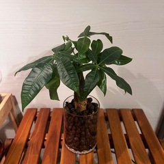 観葉植物　【パキラ】　25センチ　