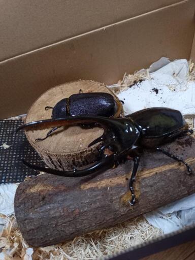 カブトムシ   ネプチューンオオカブト 売れました