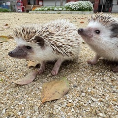 ハリネズミ(オス・メス)