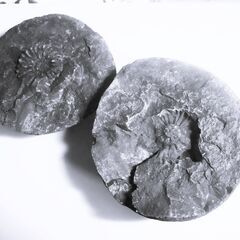 アンモナイト ノジュール（Nodule）ｖ陰陽 ボール状 １．2ｋｇ超