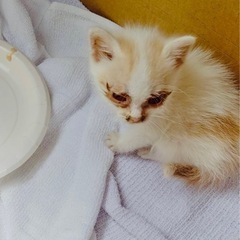 道の真ん中にいる猫を保護しました