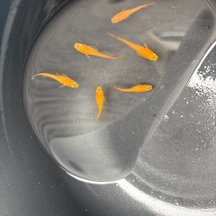 紅帝メダカ　成魚1匹　