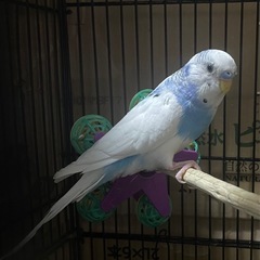 【セキセイインコ】ももちゃん