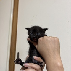 里親募集中！黒キジトラ風の子猫♡生後約3週間・性別不明 - 猫