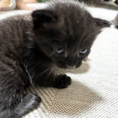 里親募集中！黒キジトラ風の子猫♡生後約3週間・性別不明