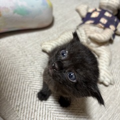 里親募集中！黒キジトラ風の子猫♡生後約3週間・性別不明 - 入間市