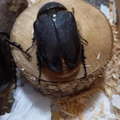 カブトムシ     ネプチューンオオカブトの画像