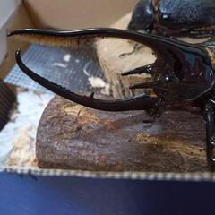 カブトムシ     ネプチューンオオカブトの画像