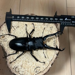 特大ギラファノコギリクワガタ　ケイスケ♂♂♀トリオ