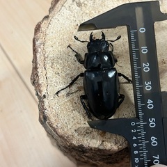 特大ギラファノコギリクワガタ　ケイスケ♂♂♀トリオの画像