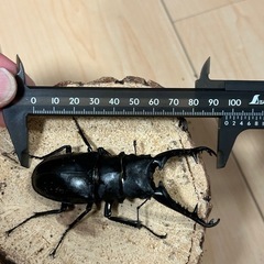 特大ギラファノコギリクワガタ　ケイスケ♂♂♀トリオの画像