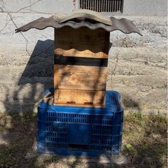 「明日から日本蜜蜂養蜂」セット🐝の画像