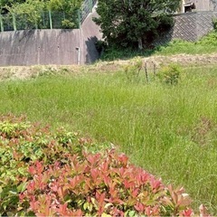 草刈り代行　いたします！