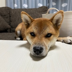 しば犬　今年6歳　雄　※里親募集