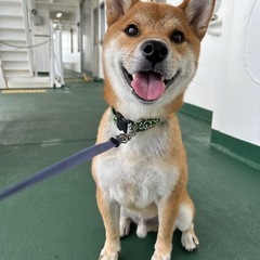 しば犬　今年6歳　雄　※里親募集 - 犬