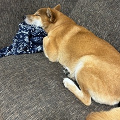 しば犬　今年6歳　雄　※里親募集 − 熊本県
