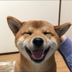 しば犬　今年6歳　雄　※里親募集 - 熊本市