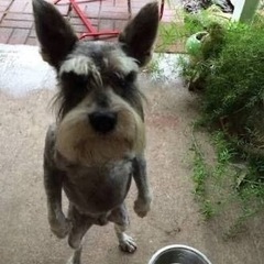 犬カフェいきましょう〜🐶