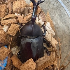 【新成虫】カブトムシ♂（77.5mm）-25