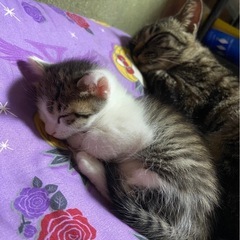 キジ✖️白の生後1ヶ月子猫オス