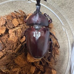 【新成虫】カブトムシ♂（未測定）-02