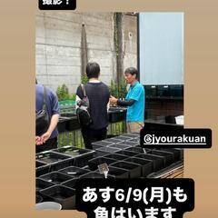 6/9(月)平日メダカ販売のお知らせ‼️♢名古屋改良めだか直売所♢静楽庵 − 愛知県