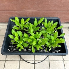 アンモビューム ポット苗