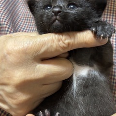 里親募集中！お腹にちょこんと白。黒キジトラ風の子猫♡生後約3週間...
