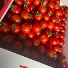 ミニトマト栽培