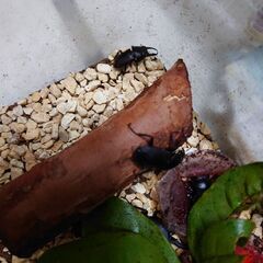 採れたてコクワガタの画像
