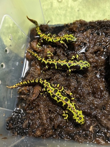 【受付終了】マダライモリ(2024CB)トリオ　♂×1 ♀×2 両生類　イモリ