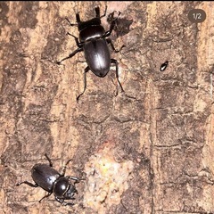 クワガタ採集仲間を募集してます！
