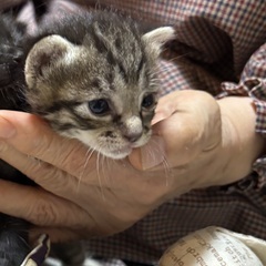 里親募集中！キジトラ子猫♡生後約3週間・性別不明