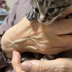 里親募集中！キジトラ子猫♡生後約3週間・性別不明 - 猫