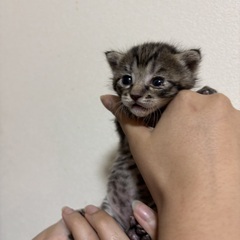 里親募集中！キジトラ子猫♡生後約3週間・性別不明 - 入間市