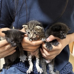 里親募集中！キジトラ子猫♡生後約3週間・性別不明 − 埼玉県