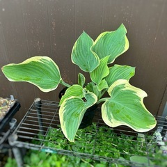 ホスタ ギボウシ　サガエ ポット苗